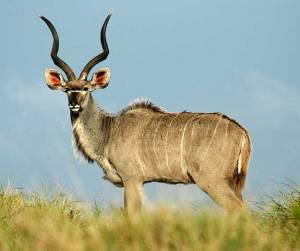 www.safari4less.com-kudu-2